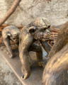 Статуя Эволюция человека - Антропогенез из полирезина